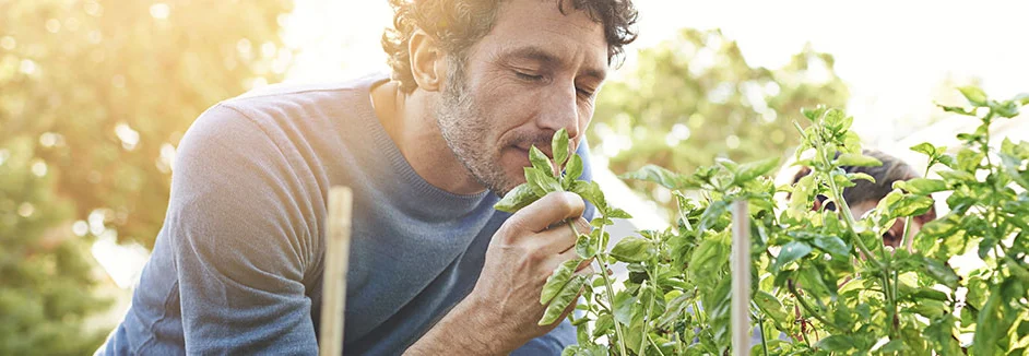 Person riecht an Basilikumpflanze